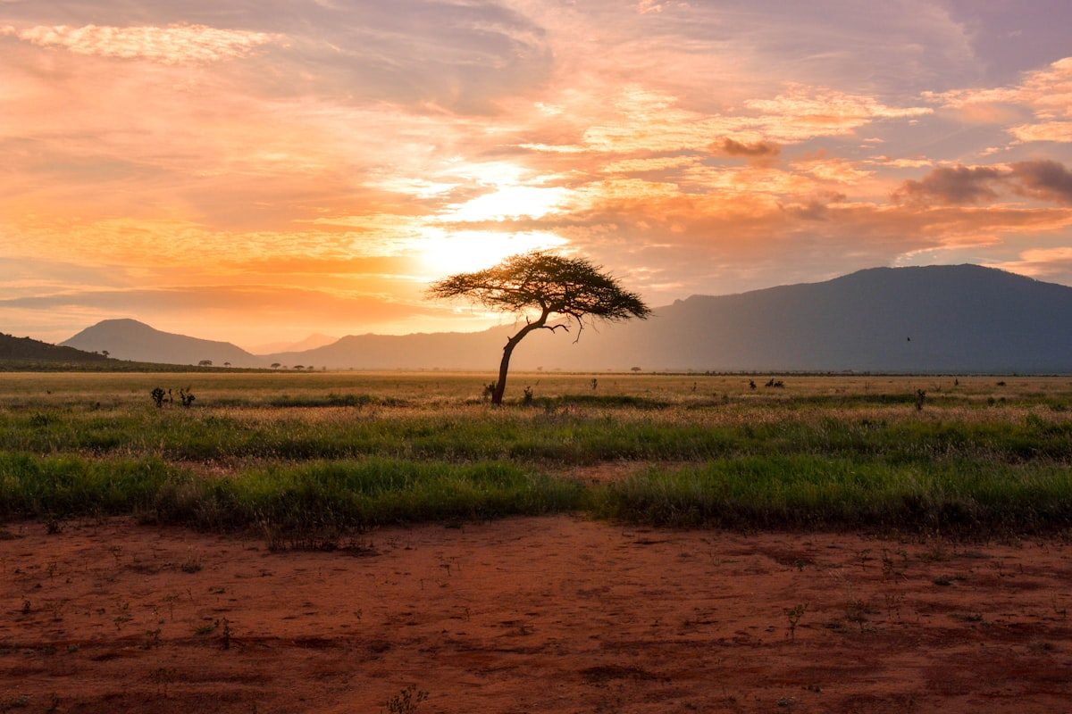 Acacia sunset on the Maasai Mara