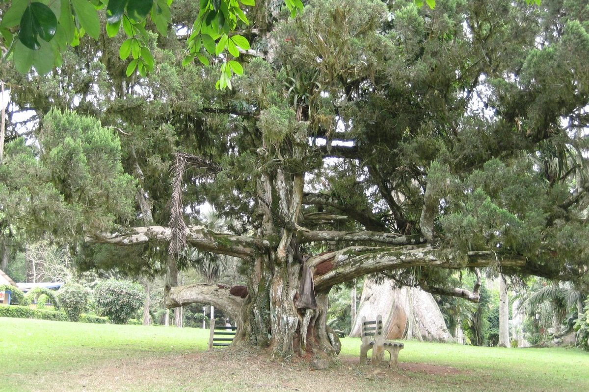 The famous strangler tree at Aburi Botanical Gardens