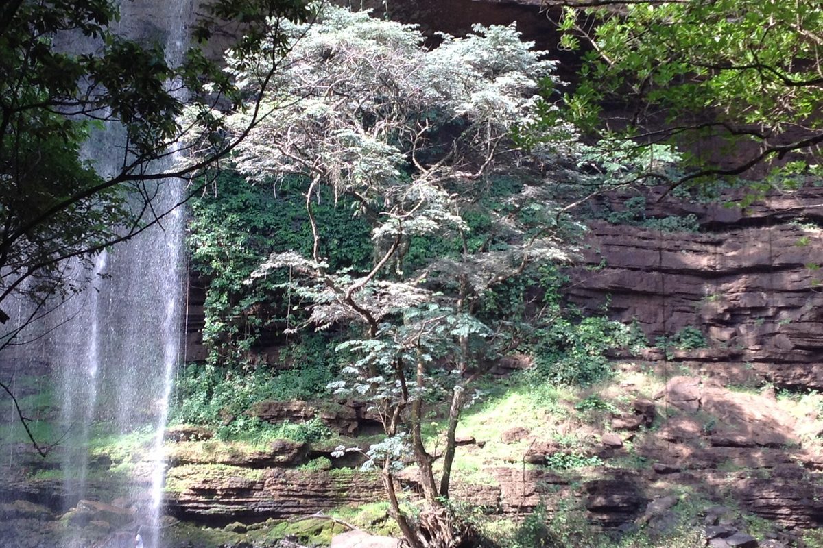 Boti Falls through the forest canopy