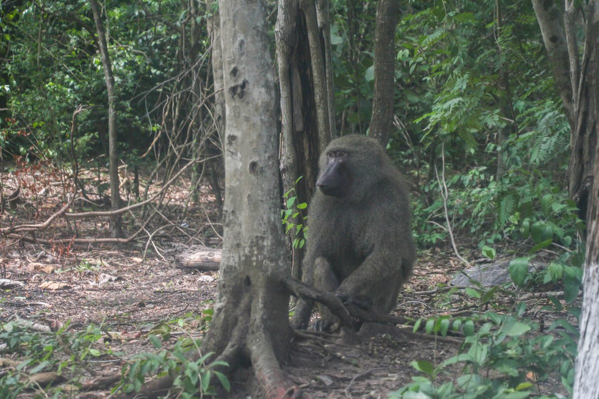 Baboon in the Shai Hills forest