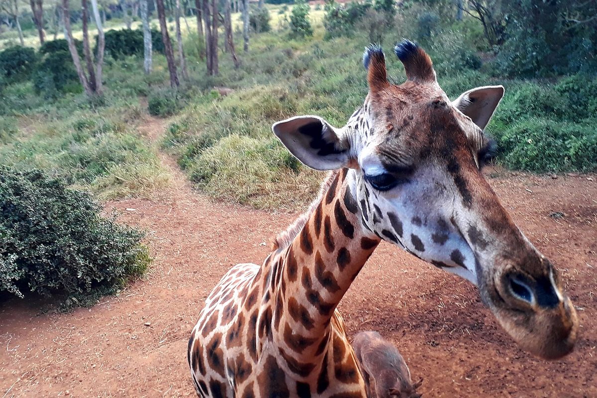 Giraffe at the Giraffe Centre, Nairobi