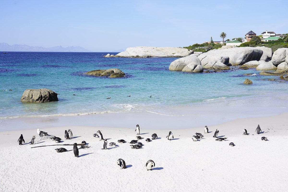 African penguins at Boulders Beach