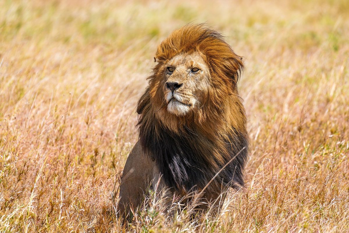Male lion in the long grass of the Serengeti
