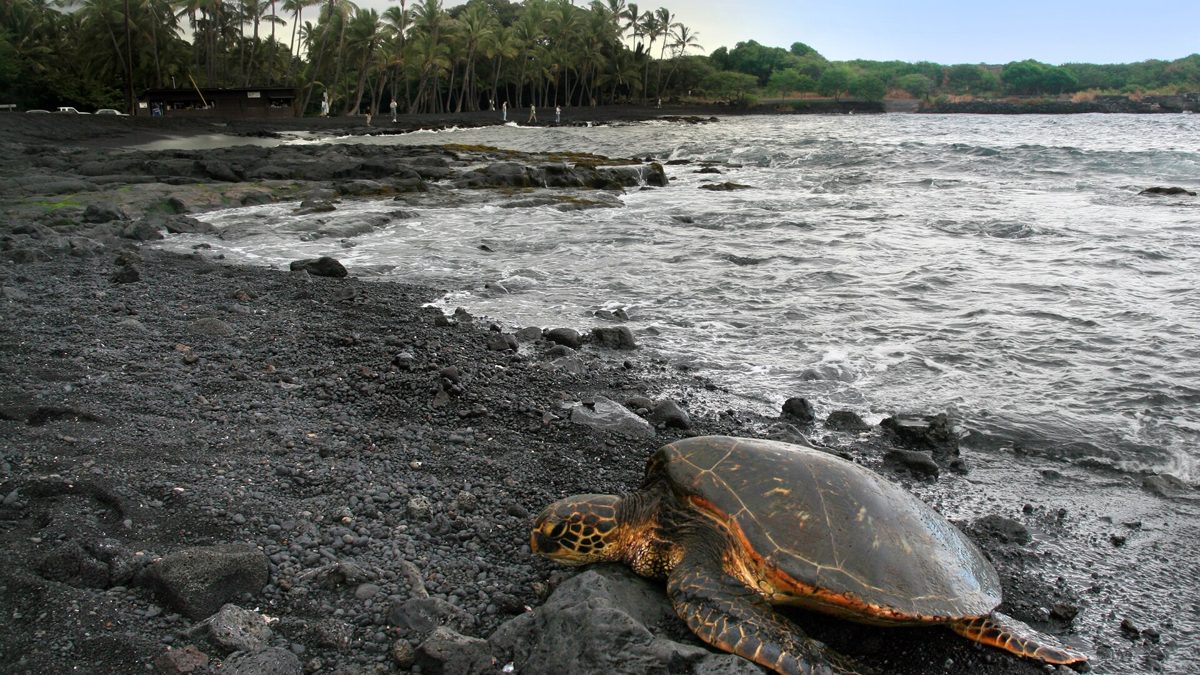Sea turtle on a black-sand beach